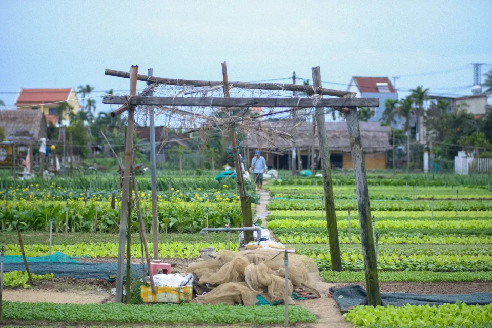 Vườn rau của Yến Sào Liễu Trần